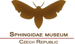 Czech Museum of the Sphingidae family butterfliesthe